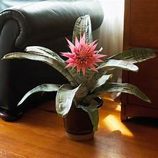 Flower Pot Humidifier