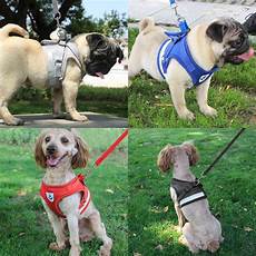 Petshop Products